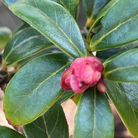 Vaccinium sikkimense